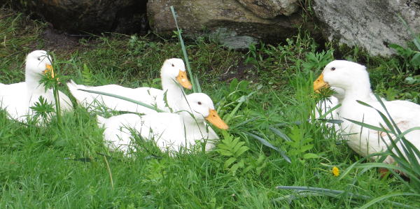 Four white ducks sitting in grass